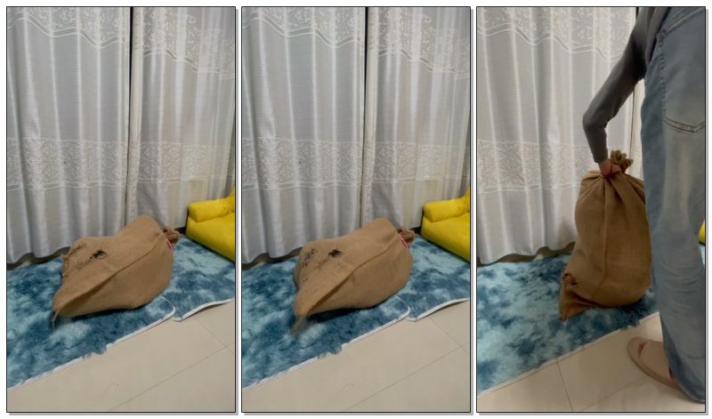 【xxly】牛仔美女后手捆绑麻袋放置-视频-5元站