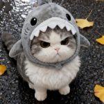 Tomioka的头像-5元站