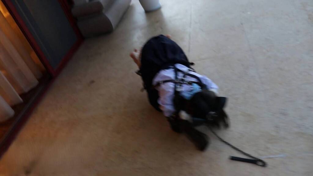 【咕咕精】茶茶户外人形犬K9初体验~-视频-5元站